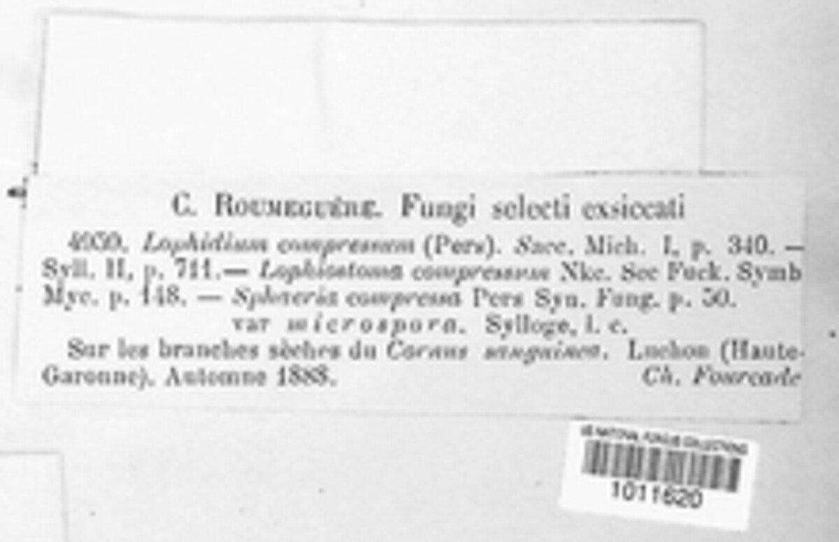 Lophiostoma compressum image